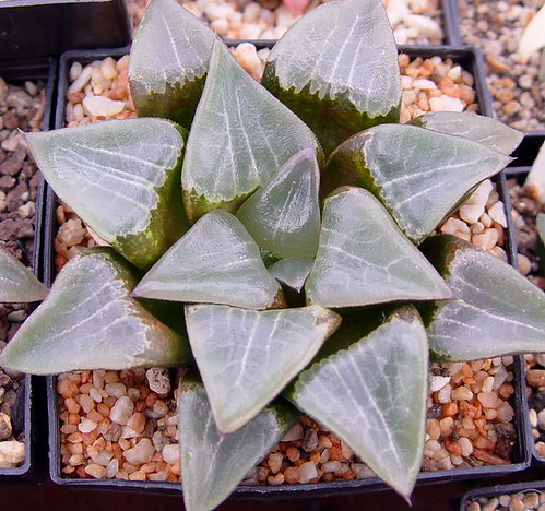 Haworthia bayeri hybride 3 by picta67