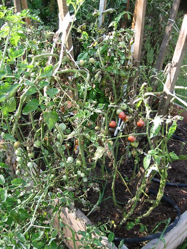 Poor Blighted Tomatoes