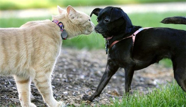 cats&dogs_08