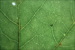 Texture of a Leaf
