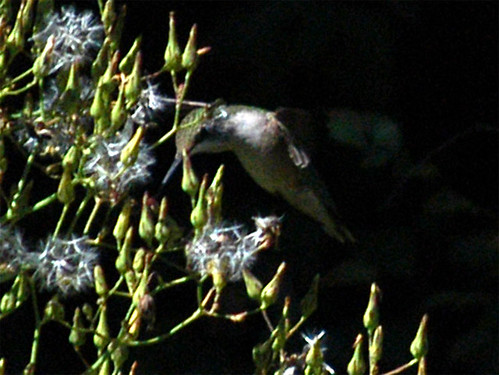 Rubythroated hummingbird two