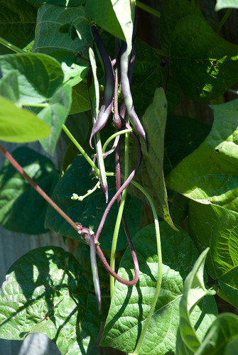 Purple Pole Beans