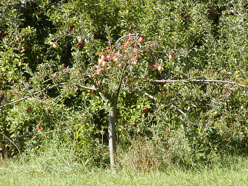 the charlie brown apple tree