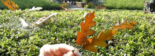 amber oak leaf cropped