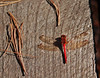 Red dragonfly Quincy Bog