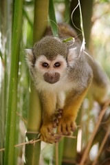 Squirrel Monkey looking at me