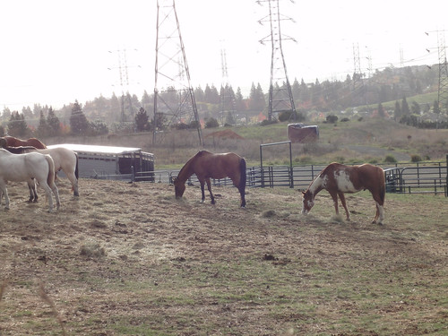 Horses chowing down