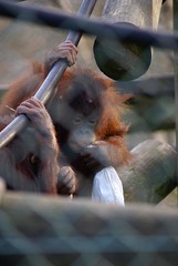 orang-utan chewing a sock with yummy treats hidden inside