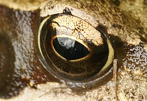 Toad's eye