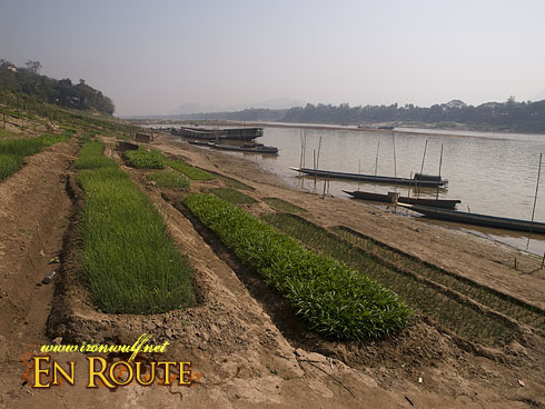 Ban Xieng Maen Mekong River bank Farms