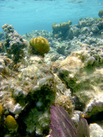 Coral off of Caye Caulker