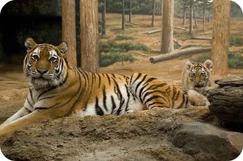 tiger mama baby