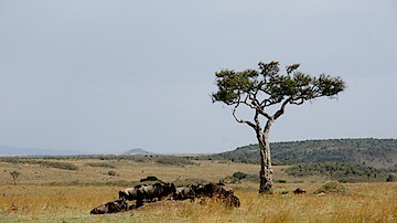 Maasai Mara - 172