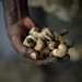 Cashew nuts: an evil job! Inda by Eric Lafforgue