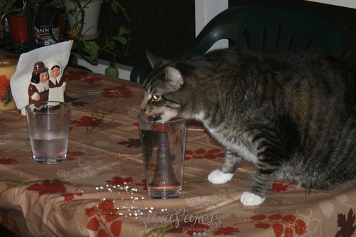 Wonder cat having a drink
