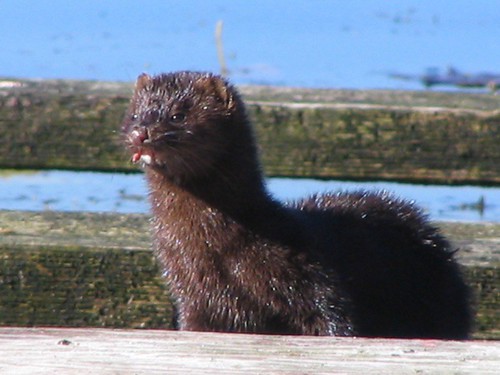 Mink ... do they all have protruding front teeth?