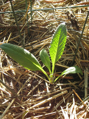 artichoke plant