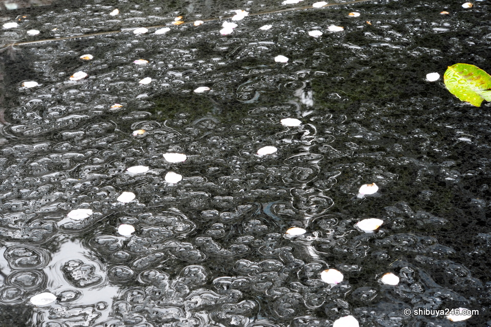A few sakura petals get washed away in the rain.