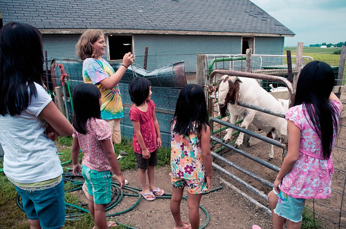 Kids & Fenced Goat