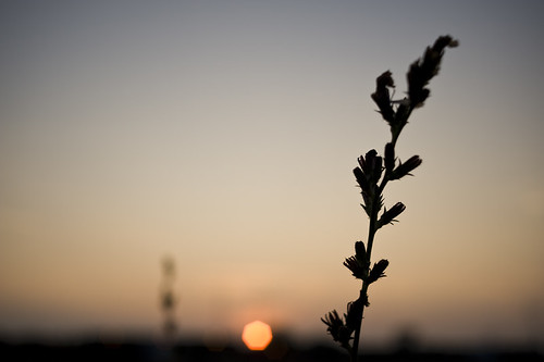 a weed in the setting sun