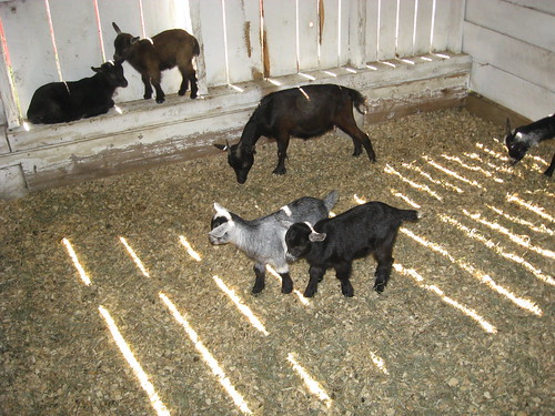 Adorable Baby Goats (by kwbridge)