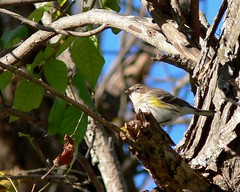Yellow-rumped Warbler - 1