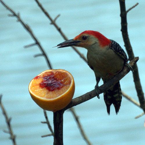 Red Bellied Woodpecker Eating an Orange with Jelly