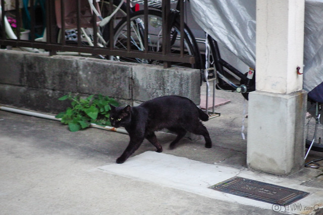 Today's Cat@2014-03-11