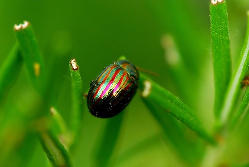 Nature's wonder, ( Rosemary leaf Beetle ) this colourful insect or bug got my reflections on.