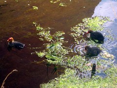 Coot chicks on the New River