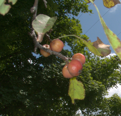 Crabapples, Late July, 2009
