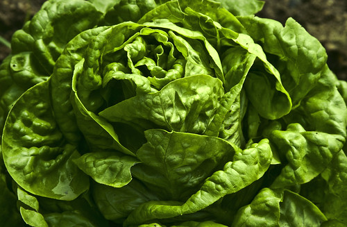 Fresh lettuce in season. Photo by Flickr user Muffet