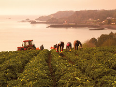 Jersey Royal Potatoes being picked on a Cotil