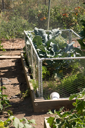 Cabbage Cage