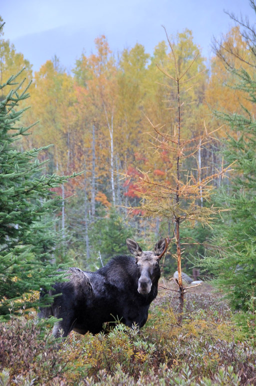 moose_foliage_0196