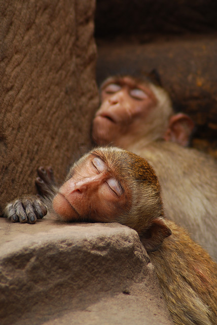 Sleepy monkeys