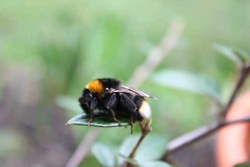 Bee having a rest