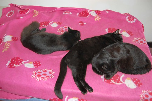 resting kittens