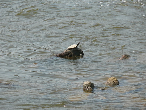 Turtle on the Rocks in the Grand River