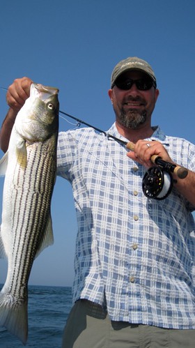 Fly fishing for stripers