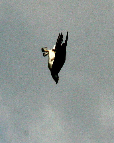 Osprey Diving 2-20091028