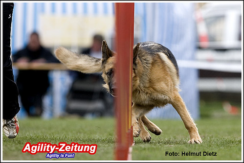 09-Kady, DSH Deutscher Schäferhund