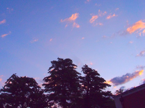 Dawn, with White Pines, July 1, 2009