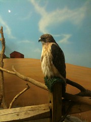 Red tail hawk at Boonshoft Museum in Dayton