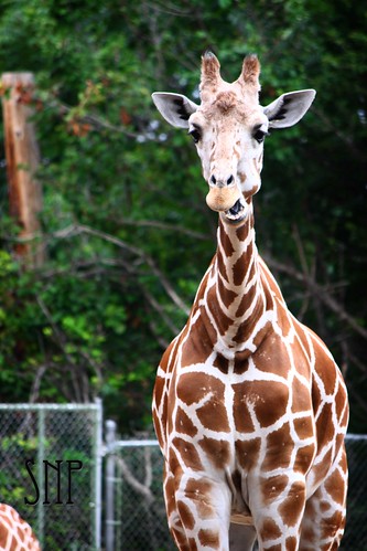 . giraffe .