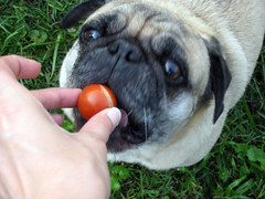 norman eats a tomato