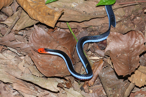 Malayan Long-glanded Coral Snake