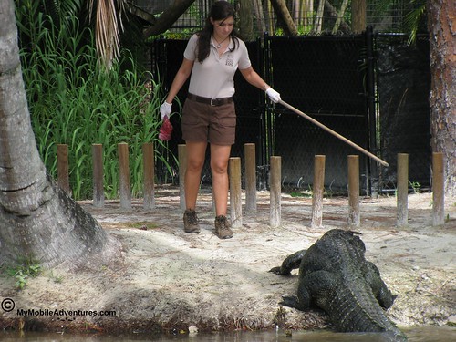 IMG_2100-Naples-Florida-zoo-gator-feeding-time