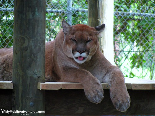 IMG_2067-Naples-Florida-zoo-western-cougar-tongue