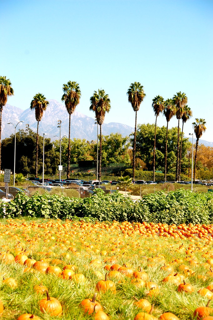 pumpkins and palm trees